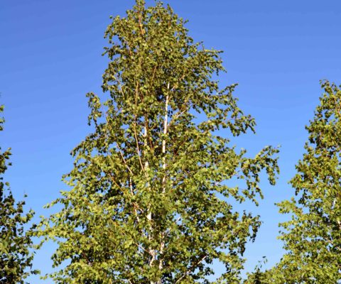 4f-2-e1519111106326